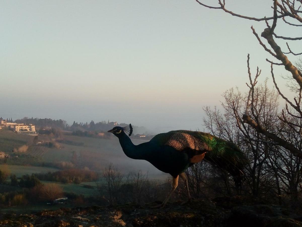La Cana Dolce Bertinoro Bagian luar foto